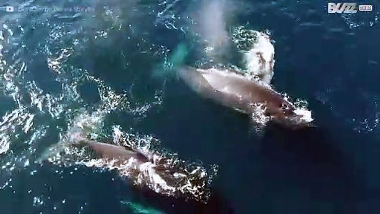 Bultrug walvissen gespot voor de kust van Californië