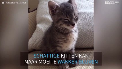 Schattige kitten heeft moeite wakker te blijven