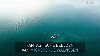 Drone-beelden tonen de migratie van zuidkapers