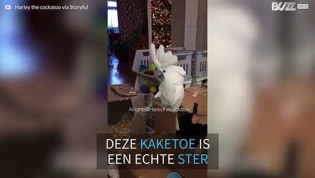 Kaketoe zingt zijn 'bakliedje'