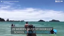 Een school dolfijnen op een strand in Nieuw-Zeeland
