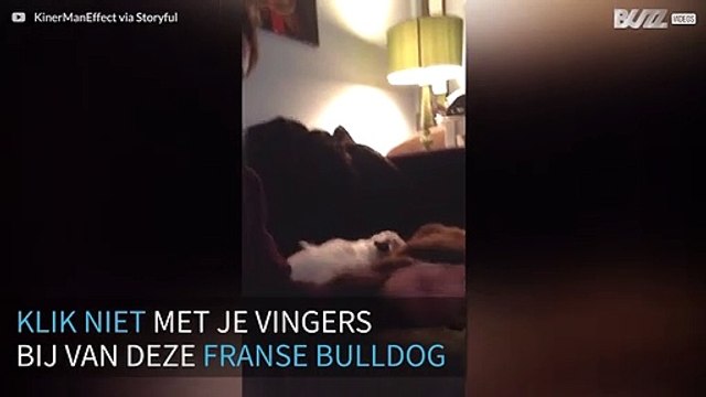 Deze Franse Bulldog wordt helemaal lijp als je met je vingers klikt