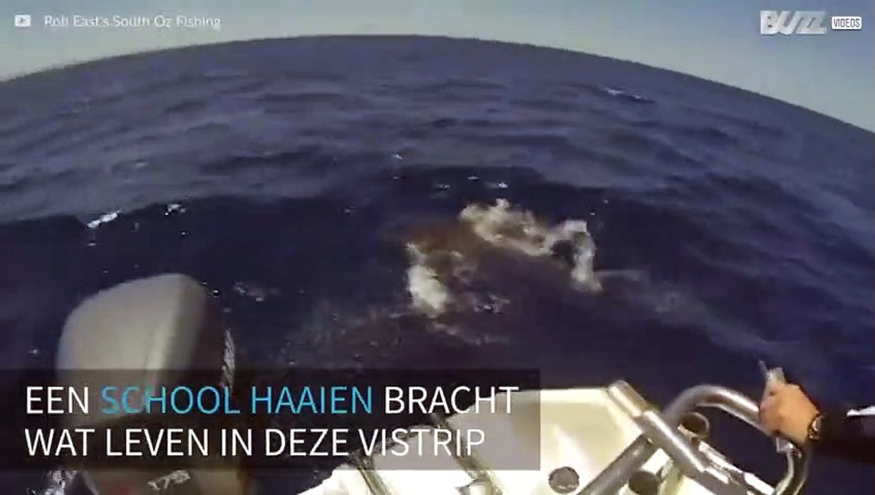 Australische vissers komen een school haaien tegen