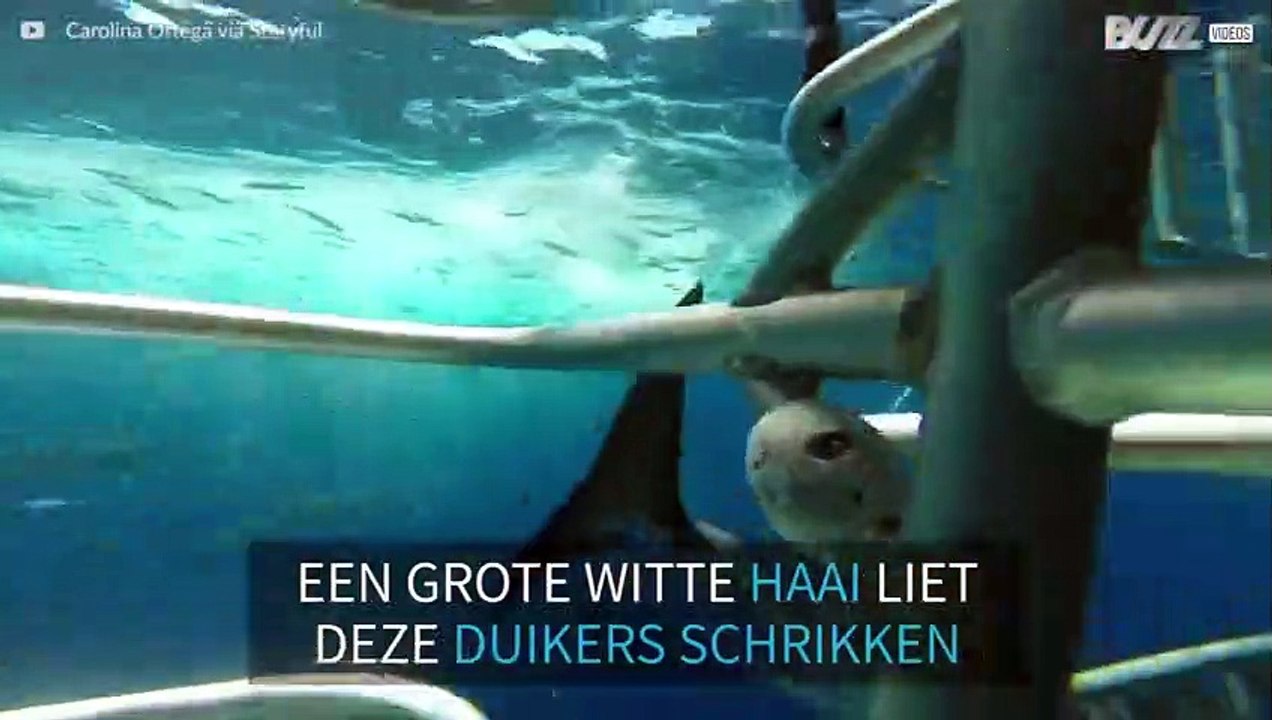 Haai valt duikerskooi aan