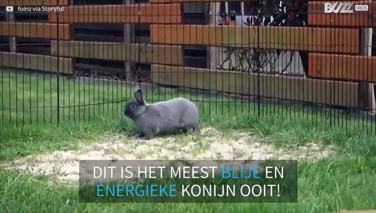 Het meest energieke konijn ooit!