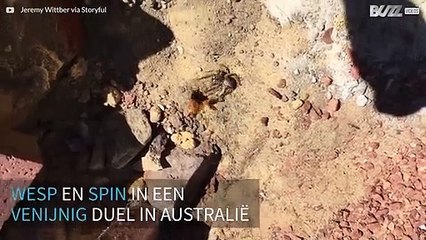 Venijnig gevecht op leven en dood tussen wesp en spin in Australië