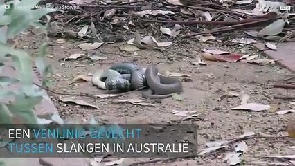 Gevecht tussen twee extreem giftige slangen in Australië