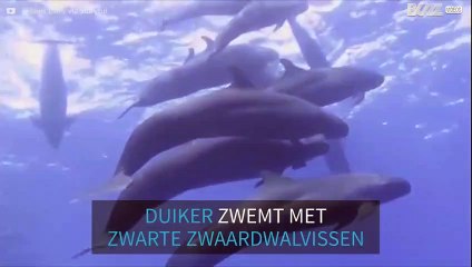 Duikers zwemmen met een groep zwarte zwaardwalvissen