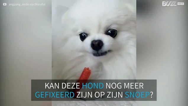 Deze hond beschermt zijn snoep met zijn leven