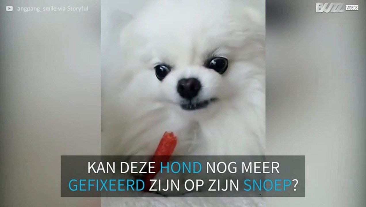 Deze hond beschermt zijn snoep met zijn leven