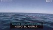 Zwarte zwaardwalvissen gespot bij Australië