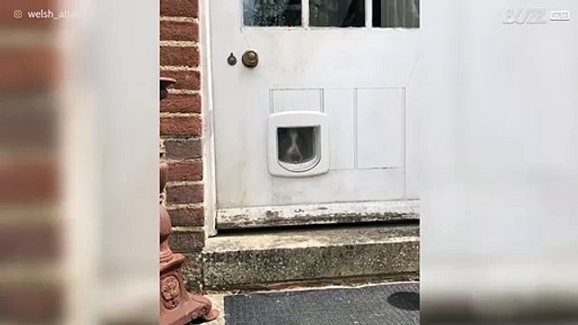 [TRANSLATE] - Cute canine learns to use dog flap to leave house