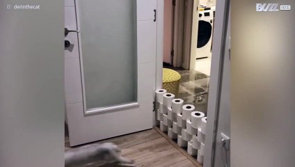Kat springt over enorme muur van toiletpapier