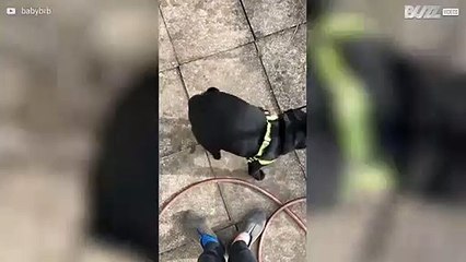 Hond is dol op voeten