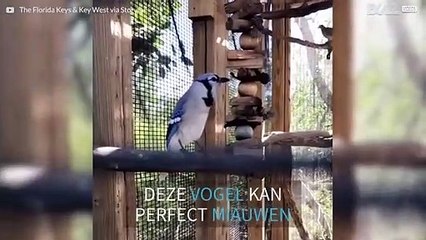 Deze vogel miauwt als een kat!