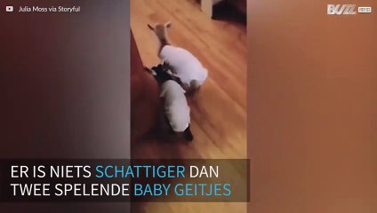 Baby geitjes hebben dikke lol
