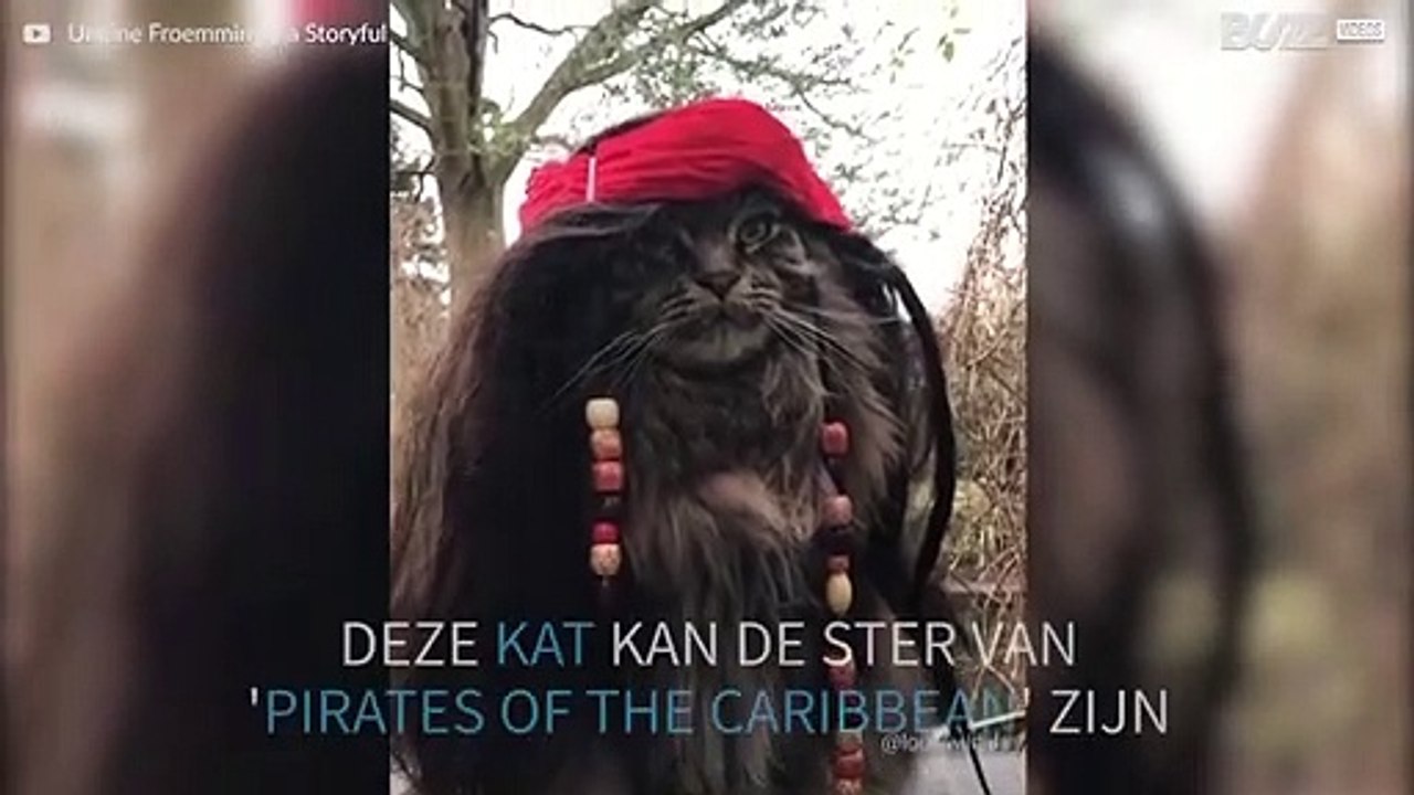 Deze kat zou de ster kunnen zijn van 'Pirates of the Caribbean!'