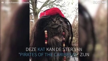 Deze kat zou de ster kunnen zijn van 'Pirates of the Caribbean!'