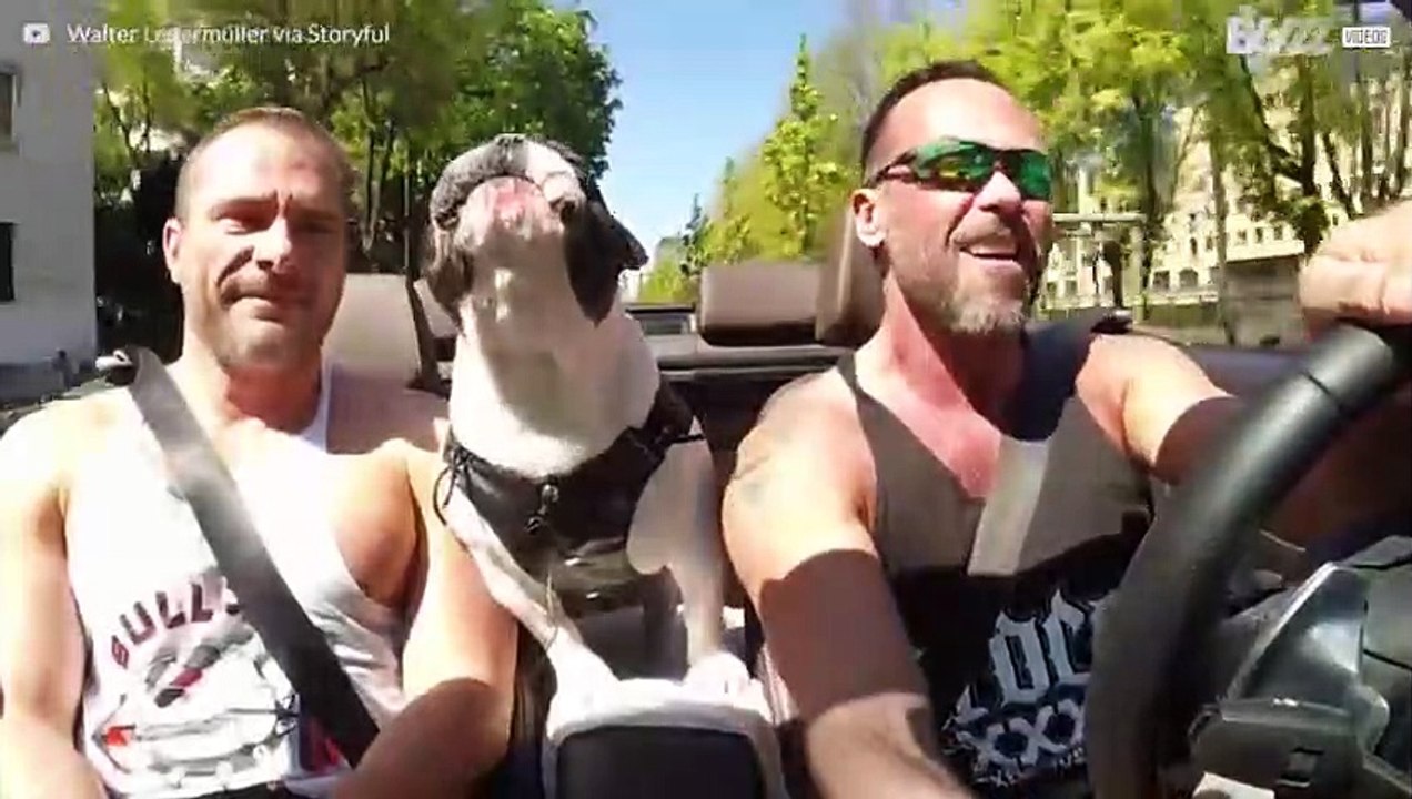Deze schattige buldog houdt van zingen