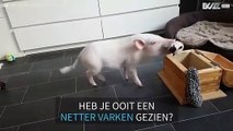 Dit kleine varkentje is goed in opruimen