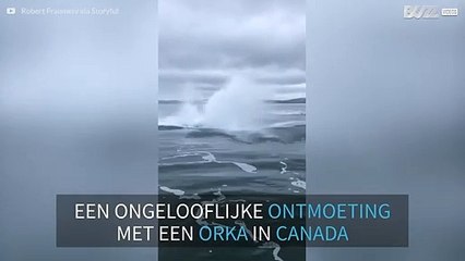 Download Video: Orka springt vlak naast boot uit het water