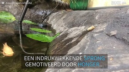 Vis springt uit het water om hapje te vangen
