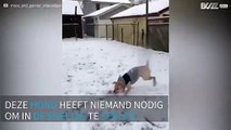 Deze hond blijft niet binnen als het sneeuwt!