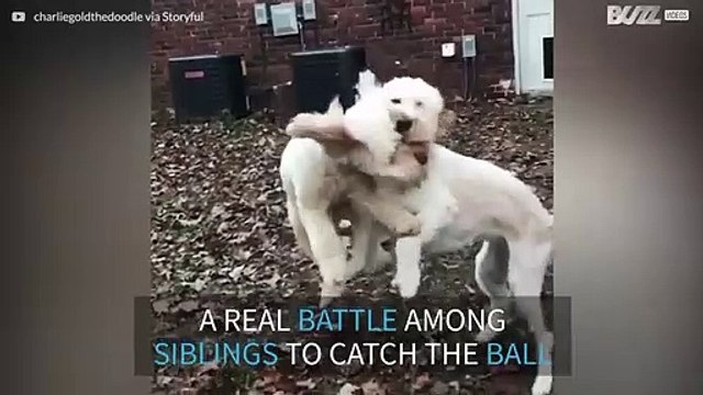 Honden botsen in de lucht tegen elkaar op tijdens het spelen