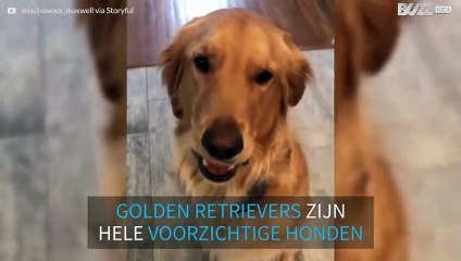 Golden retriever slaagt op briljante wijze voor 'ei-challenge'