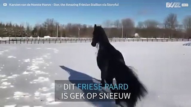 Fries paard geniet met volle teugen van verse sneeuw!