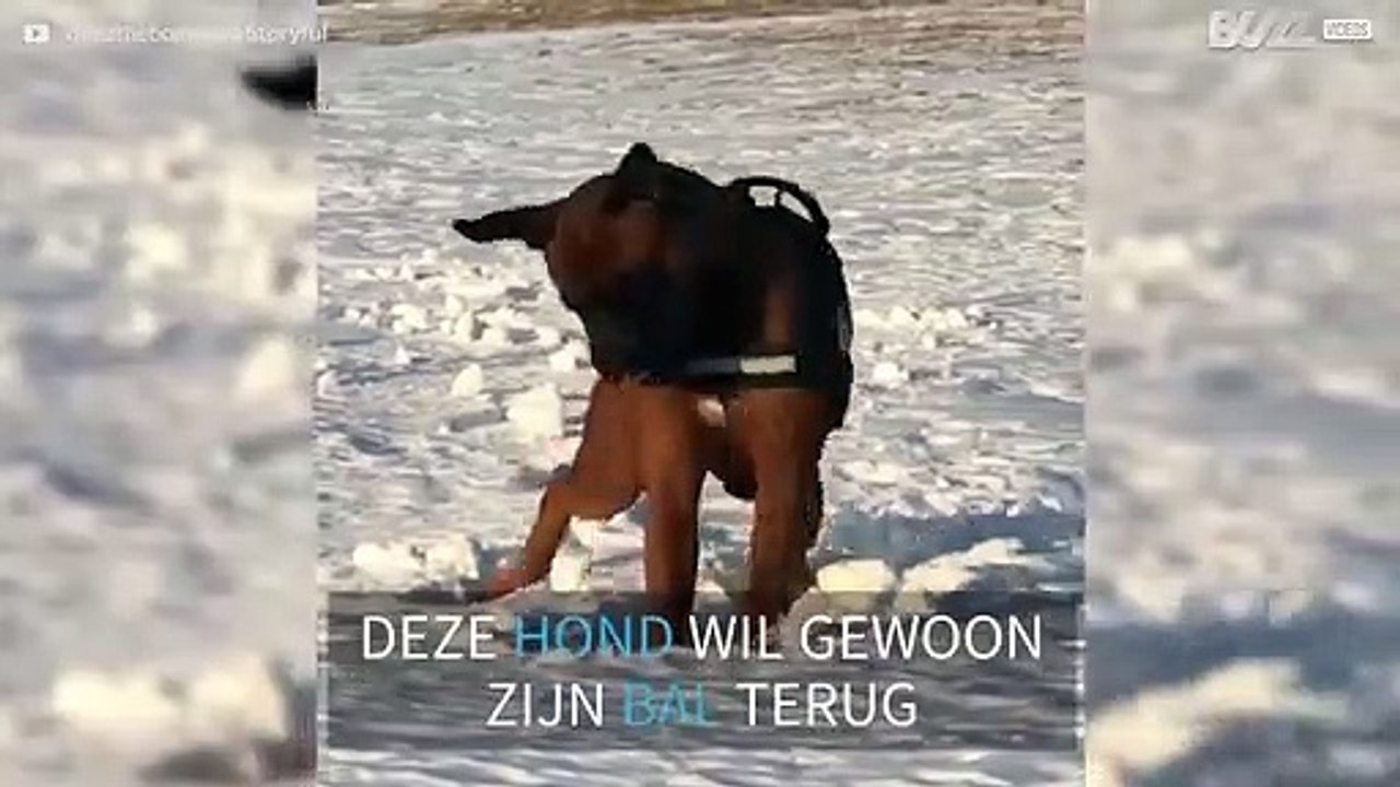 Hond graaft zelfs in koude sneeuw om balletje te apporteren