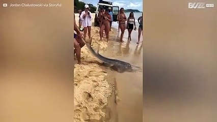 Man vangt haai met zijn blote handen