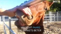 Jachtluipaard houdt ervan geaaid te worden