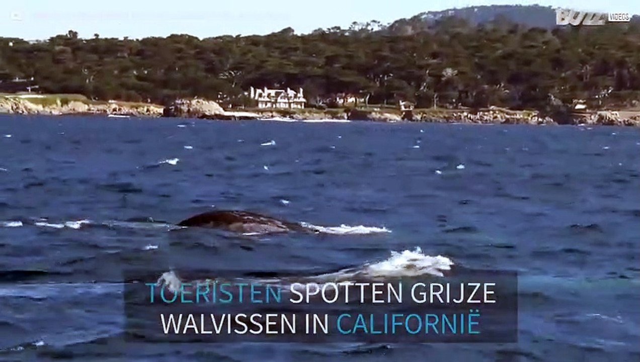 Migrerende walvissen en chillende zeeleeuw doen toeristen versteld staan
