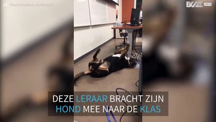 Leraar brengt hond mee naar examens om studenten te kalmeren