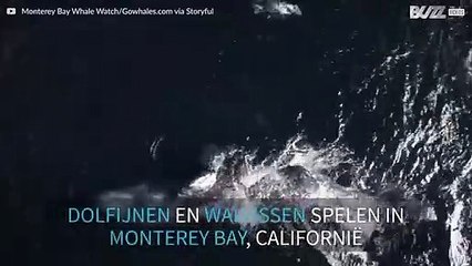 Een zeldzaam moment: dolfijnen en walvissen spelen samen