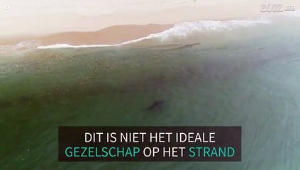 Haai zwemt op enkele meters afstand van het strand