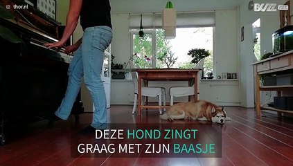 Man en hond zingen samen Linkin Park-lied