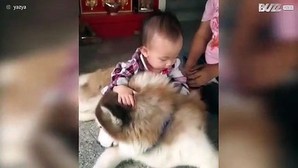 Baby verwart hond met paard