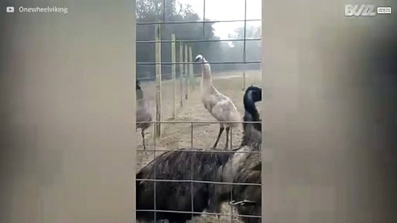 Zeldzame witte emoe laat zien wat hij in huis heeft