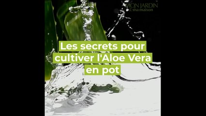 Comment cultiver l'Aloe Vera en pot ?