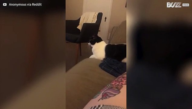 Kat is gefascineerd door documentaire over vogels