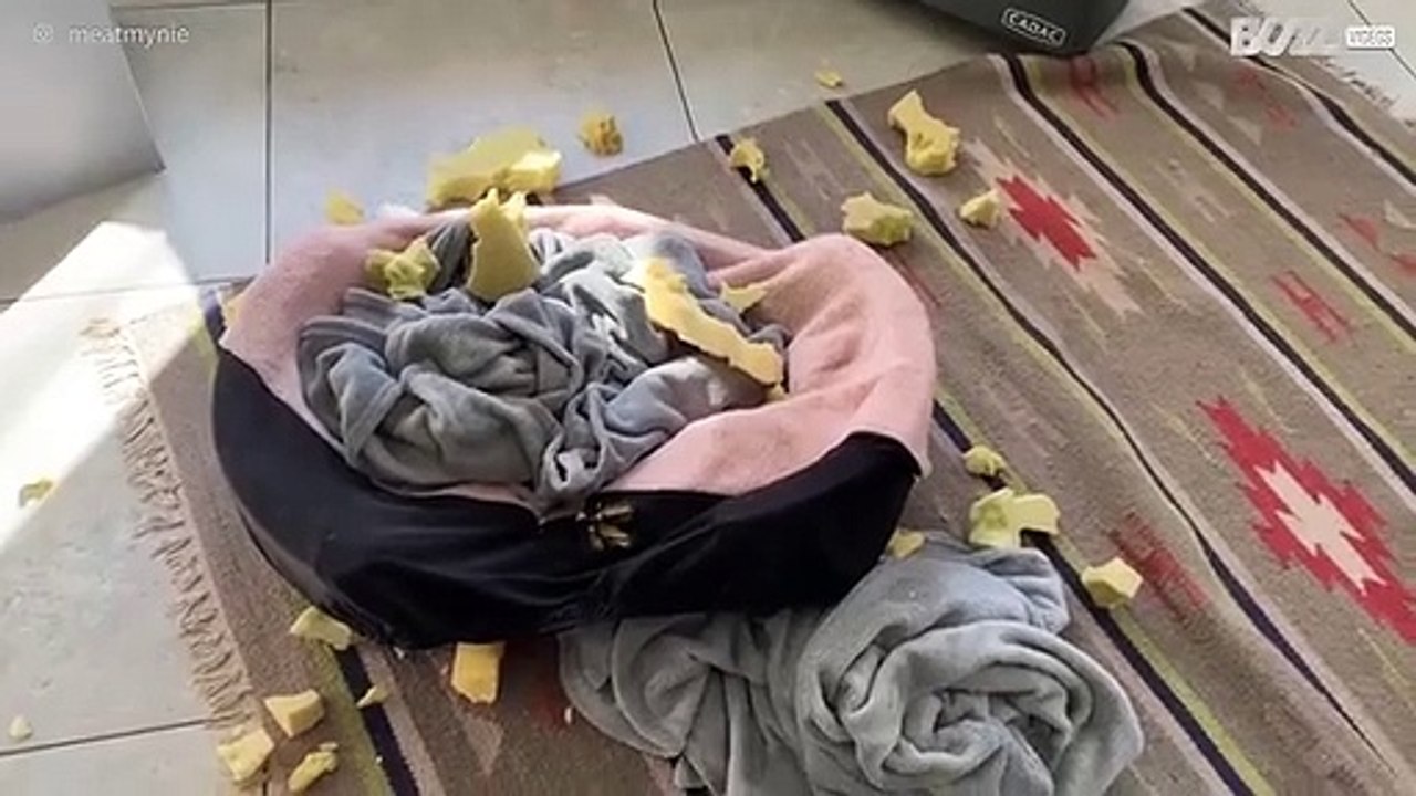 Honden laten bende achter