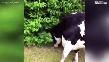 Koe is helemaal gek van de bosjes