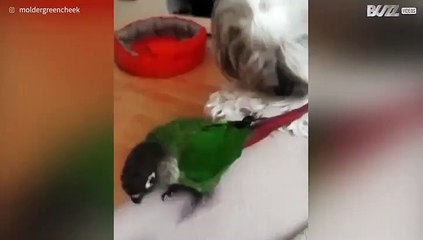 Bijzondere relatie tussen vogel en hond!