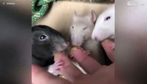 Hongerige ratten eten uit de hand