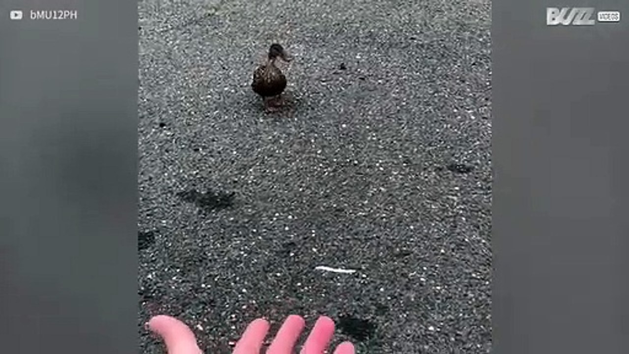 Eend laat niet met zich sollen