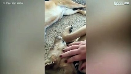 Hond eist alle aandacht op