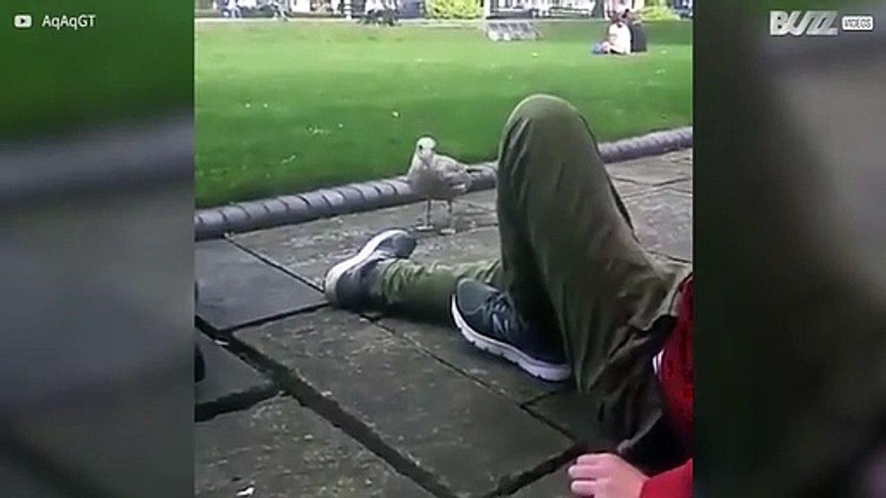 Meeuw is dol op schoenen man