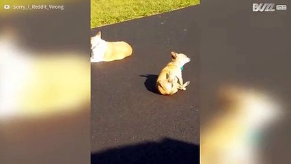 Hond heeft jeuk maar kan er niet bij